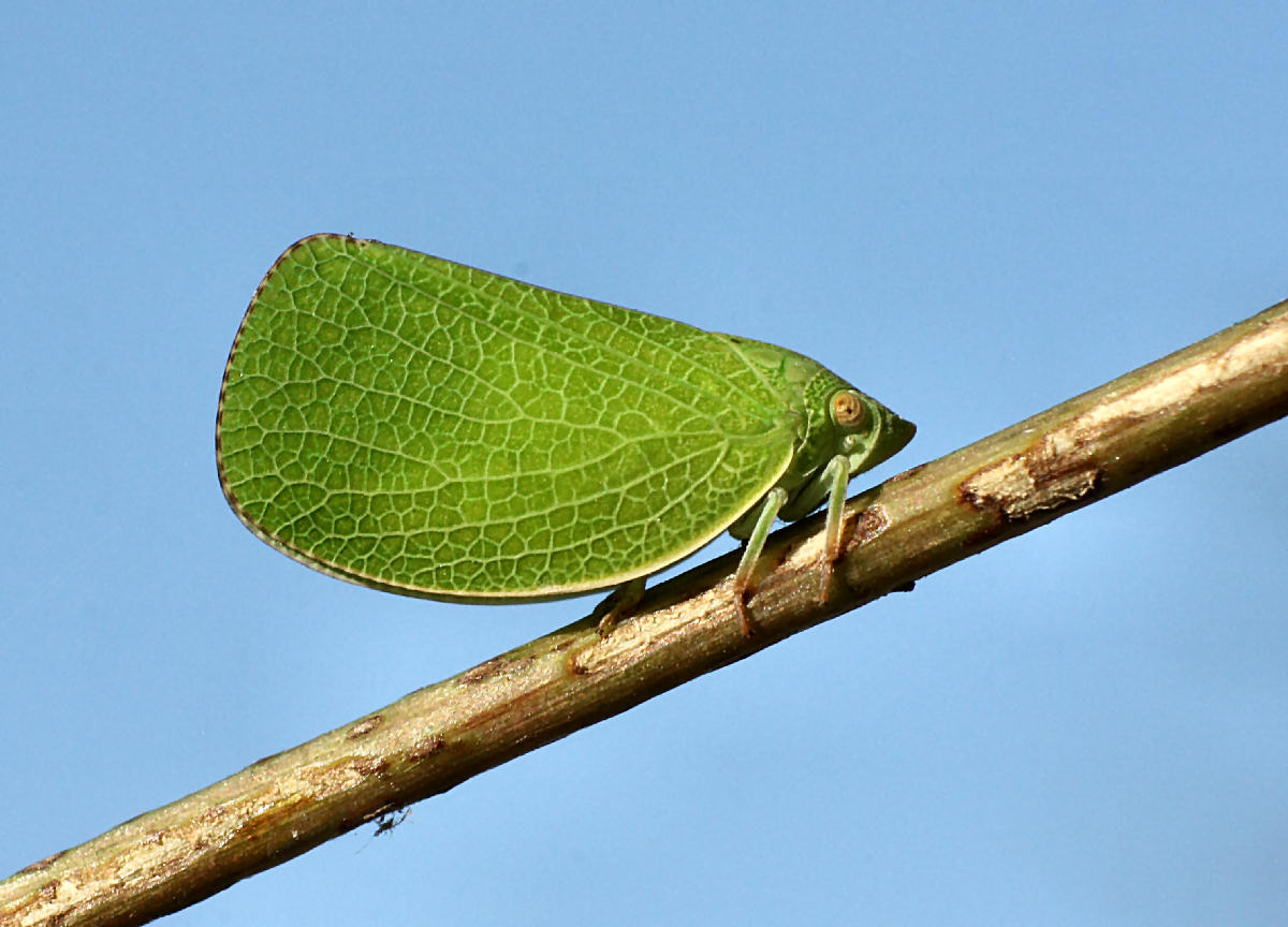  un emittero ? S, Acanalonia conica - Acanaloniidae.